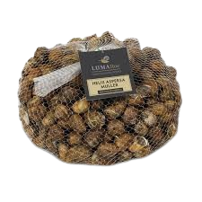 Helix aspersa Muller